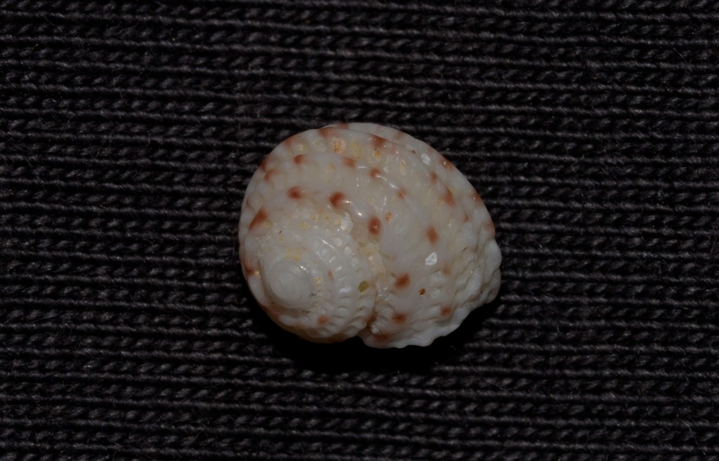 Vaceuchelus