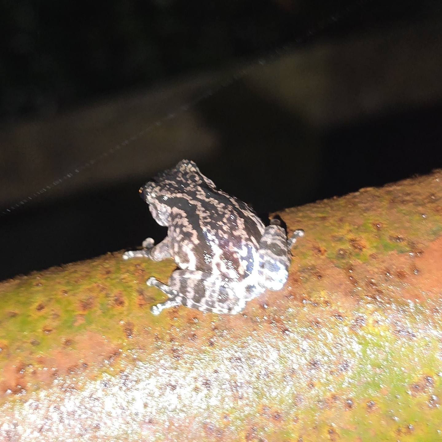 Ghate'S Bush Frog