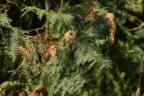 Chamaecyparis obtusa iNat (1)