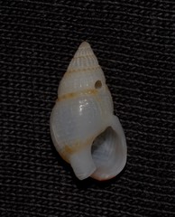 Nassarius nigellus