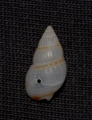 Nassarius nigellus