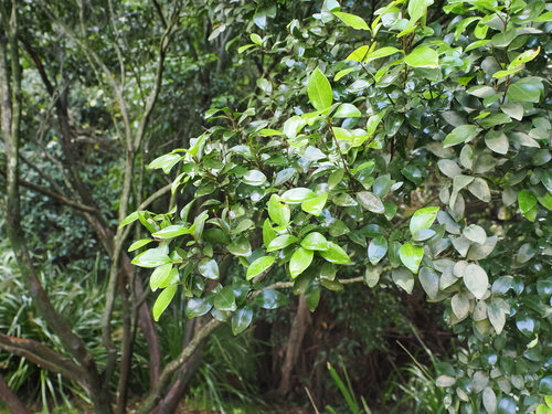 Angle-stemmed Myrtle (Gossia gonoclada)