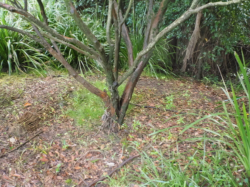 Gossia gonoclada, photograph 3