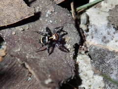 Saitis virgatus