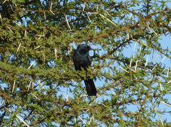 Melaenornis pammelaina