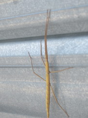 Clonopsis gallica