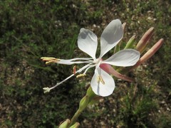 Oenothera demareei