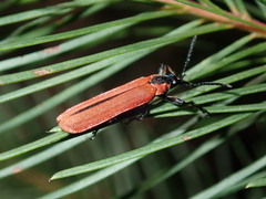 Rhinotia haemoptera