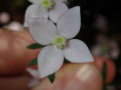 Boronia floribunda