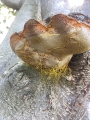Polyporaceae