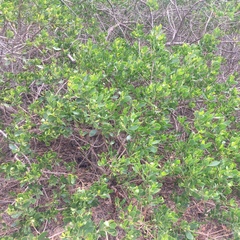 Myoporum boninense