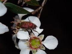 Diphucephala aurulenta