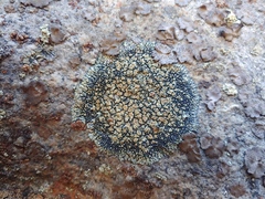 Lecanora sierrae