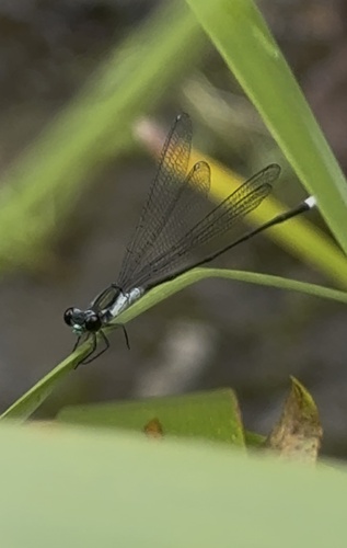 Megalagrion eudytum observed 2025-06-29