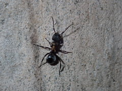 Polyrhachis ornata
