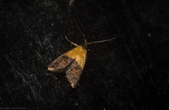 Hapaloteucha polemistis