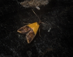 Hapaloteucha polemistis