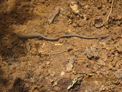 Gerrhonotus liocephalus