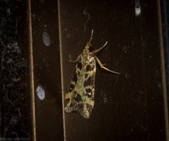 Scoparia melanoxantha