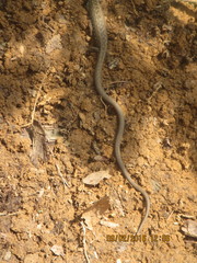 Gerrhonotus liocephalus