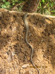 Gerrhonotus liocephalus