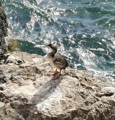 Gulosus aristotelis desmarestii