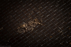 Acridotarsa celsella