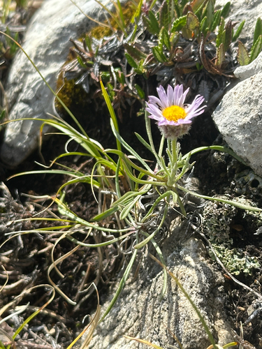 Erigeron lackschewitzii