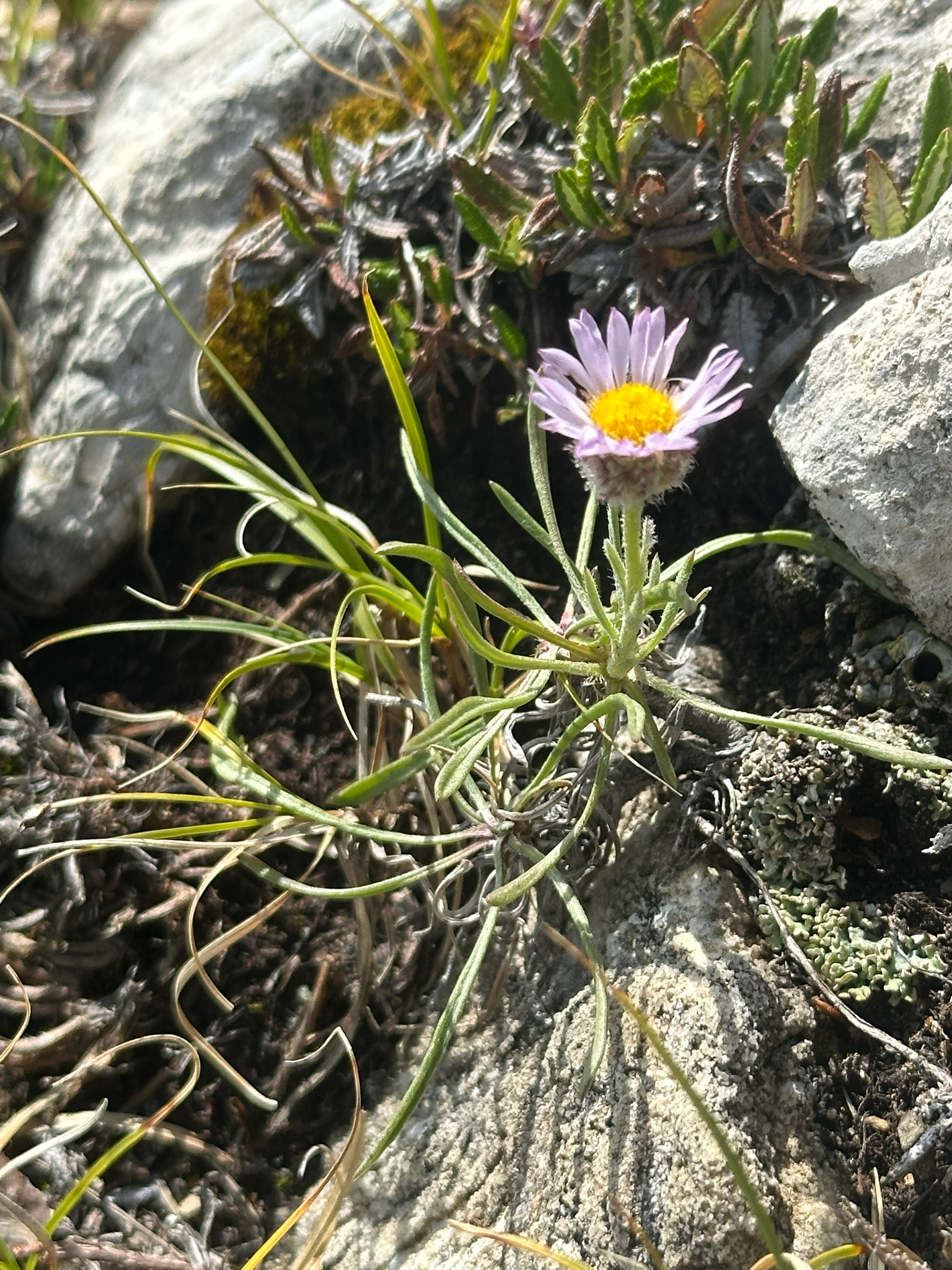 Erigeron lackschewitzii