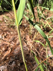 Panicum hemitomon