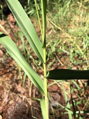 Panicum hemitomon