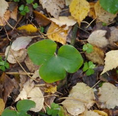 Hepatica nobilis