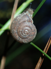 Austrochloritis sydneyensis