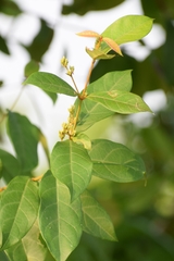 Ichnocarpus frutescens