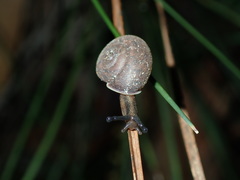 Austrochloritis sydneyensis