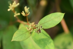 Ichnocarpus frutescens