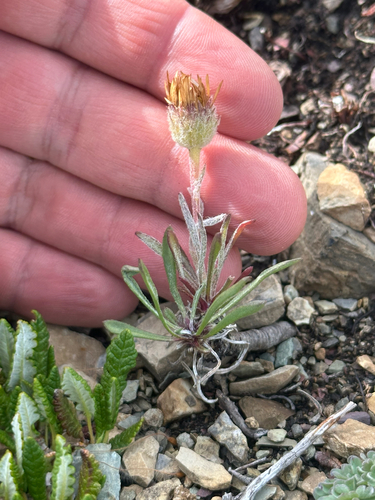 Lackschewitz's Fleabane (Erigeron lackschewitzii)