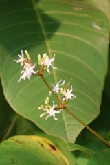 Ichnocarpus frutescens