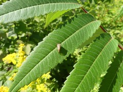 Stictocephala basalis