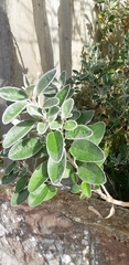 Brachyglottis × jubar