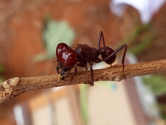 Atta laevigata
