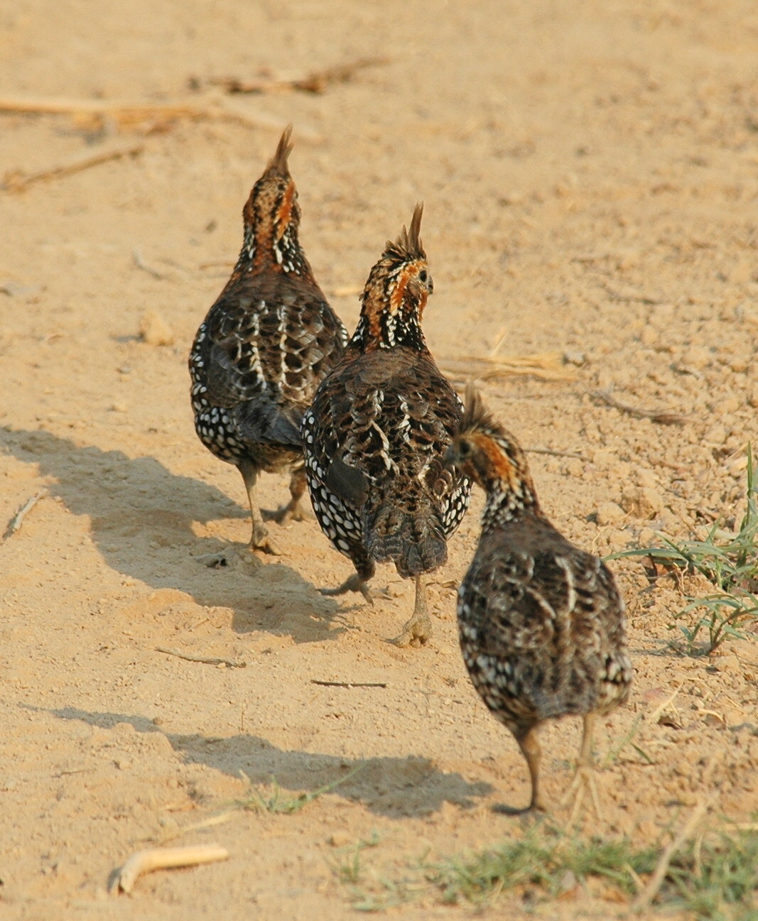 Crested Bobwhite illustration