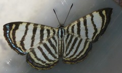 Argyrogrammana rameli