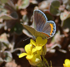 Icaricia lupini texanus