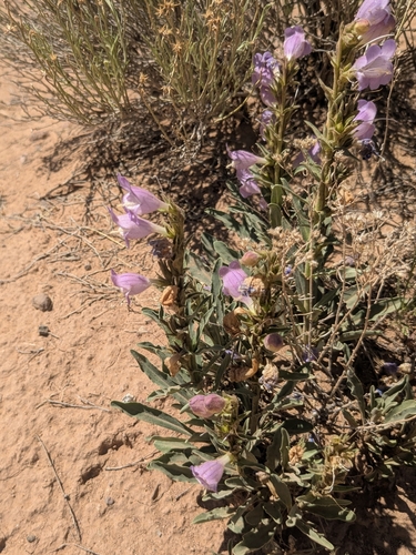 Penstemon jamesii, photograph 5