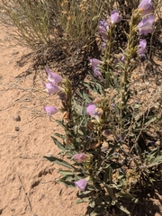 (c) Jacob Saucier, some rights reserved (CC BY) Penstemon jamesii, photograph (c) Jacob Saucier, some rights reserved (CC BY)