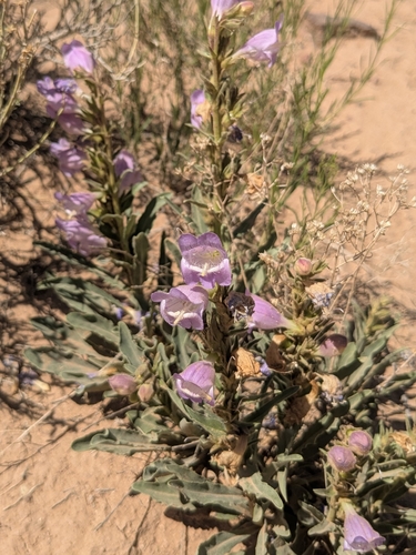 Penstemon jamesii, photograph 6