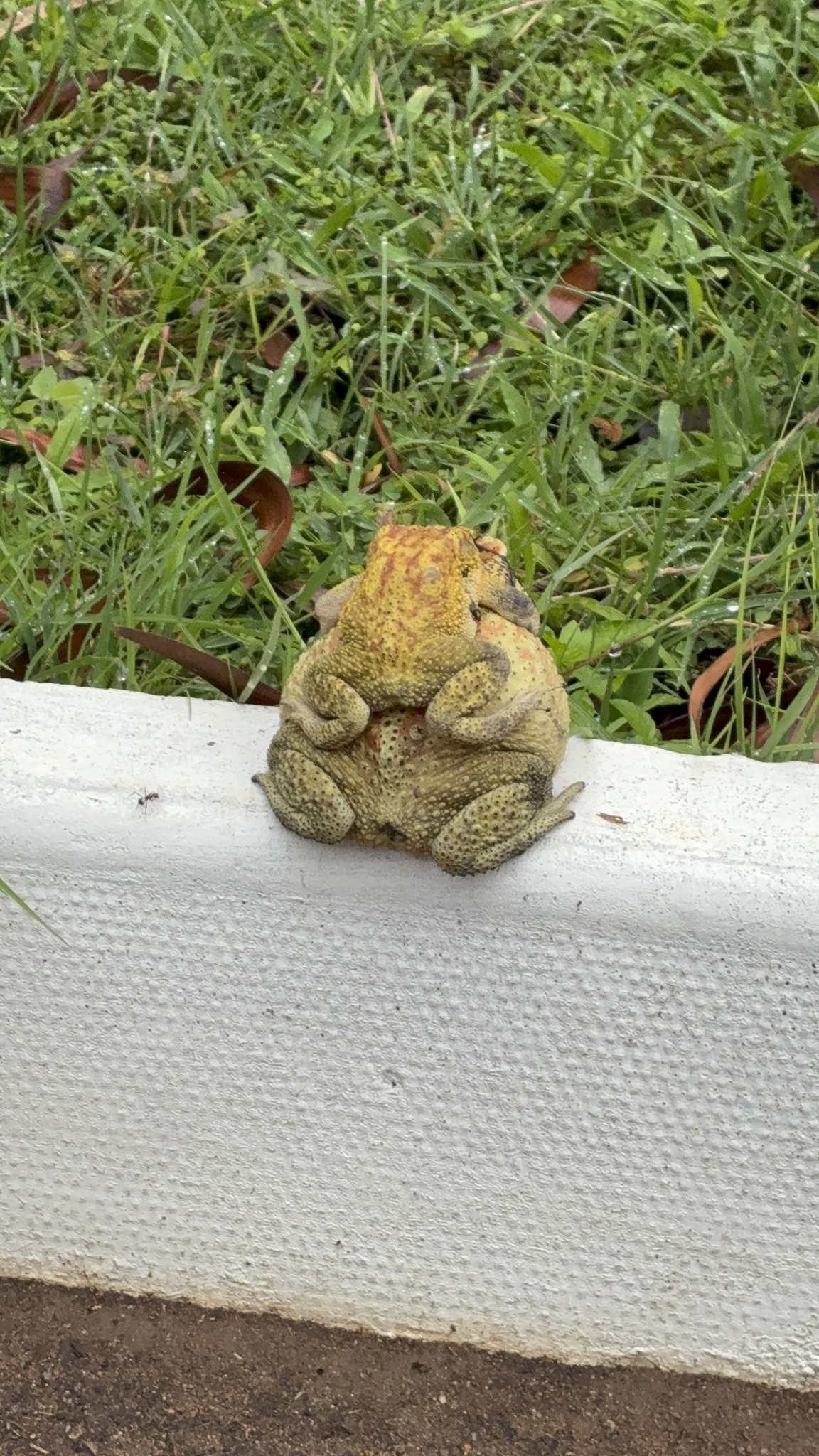 Indian Common True Toad