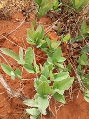 Campomanesia adamantium