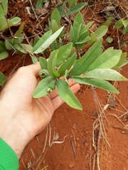 Campomanesia adamantium